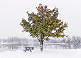 Snowfall On The Canal_02543